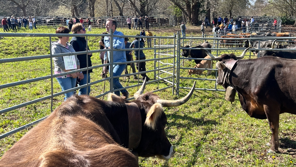 El consejero, durante su visita a la feria ganadera de San Benito en Barcenaciones (Foto: Oficina de Comunicacin)