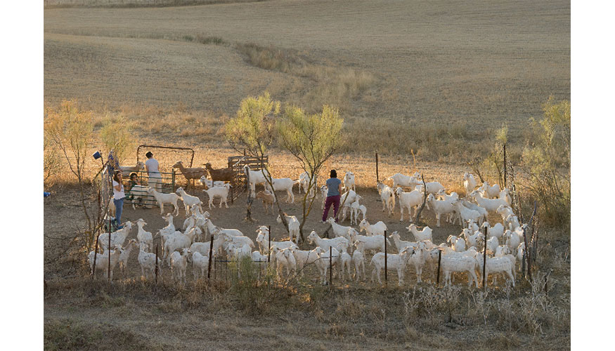 Reba�o de la raza Blanca Andaluza en la Campi�a sevillana