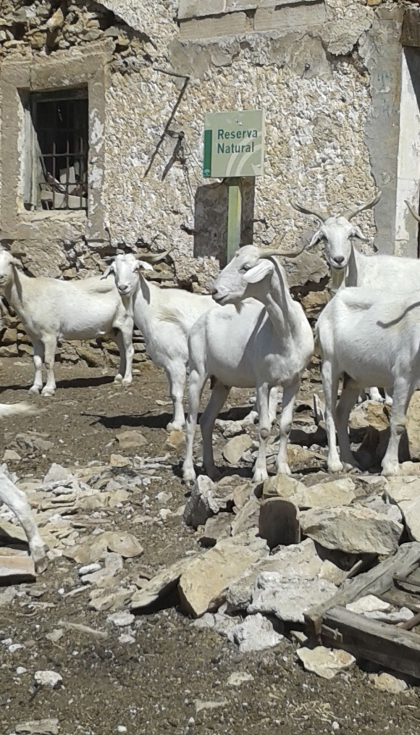 Ejemplares de la raza caprina Blanca Andaluza. (Foto: Sara Rey)