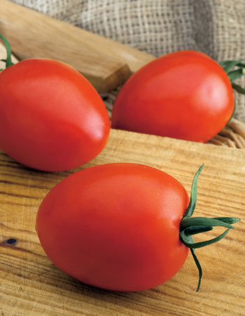 El tomate Byelsa es resistente y destaca por su estabilidad