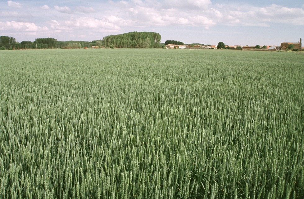 Las 126.260 hectreas sembradas de trigo se sitan lejos de las 138.000 que se superaron hace solo dos campaas en la provincia de Palencia...