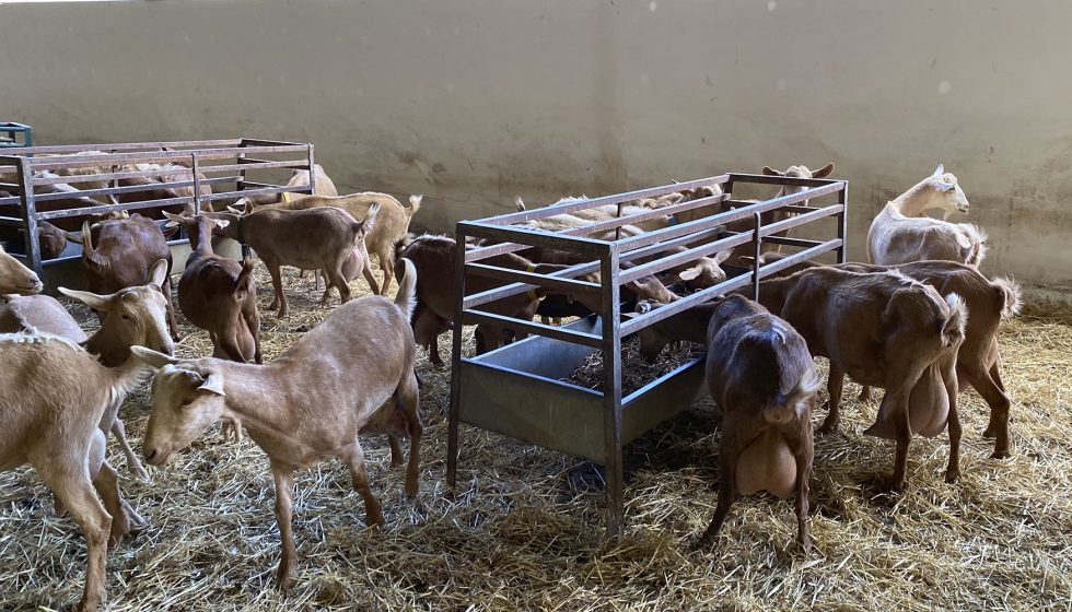 Cabras de raza Malaguea en el interior de una explotacin ganadera
