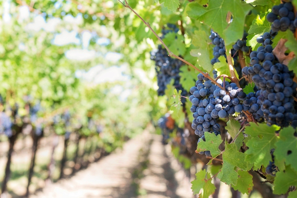 Los ensayos de campo con la formulacin del producto con microcpsulas han obtenido unos resultados prometedores que han demostrado que con menos...