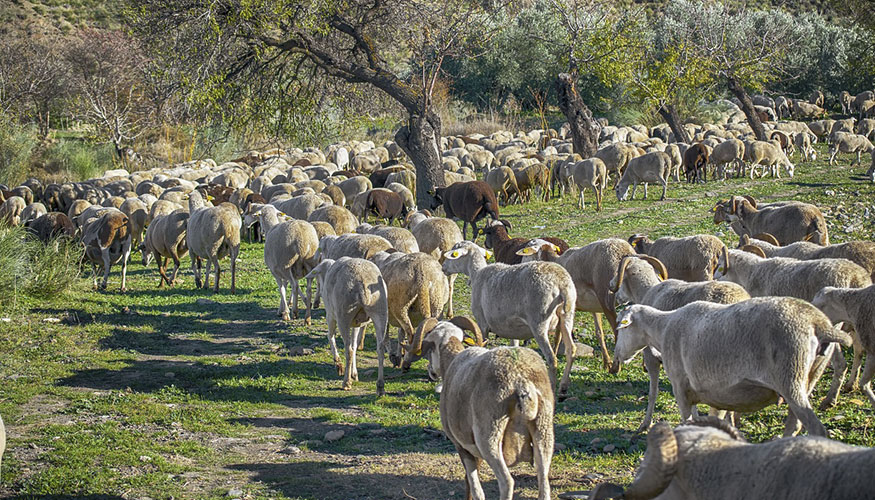 Rebao ovino en Castilla y Len
