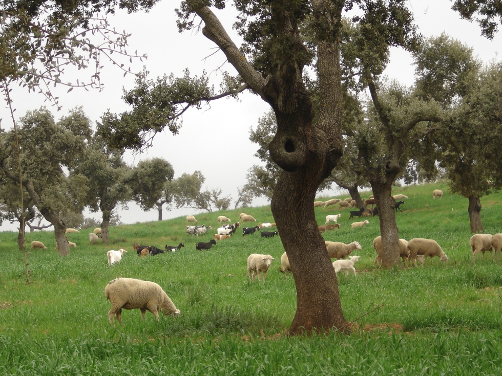 Pastoreo de triticale por ovejas y cabras. Foto: CICYTEX