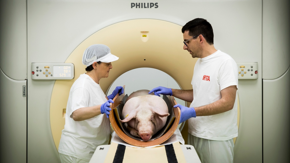 Tomografa con cerdo