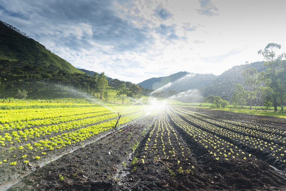 Campo de cultivo