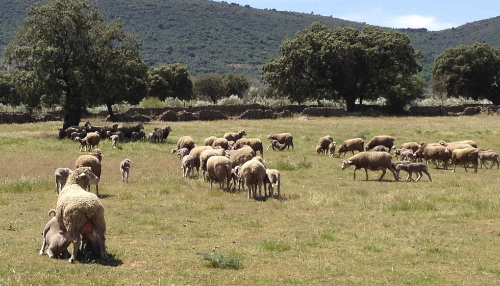 Rebao de la raza ovina Merina en la provincia de Badajoz