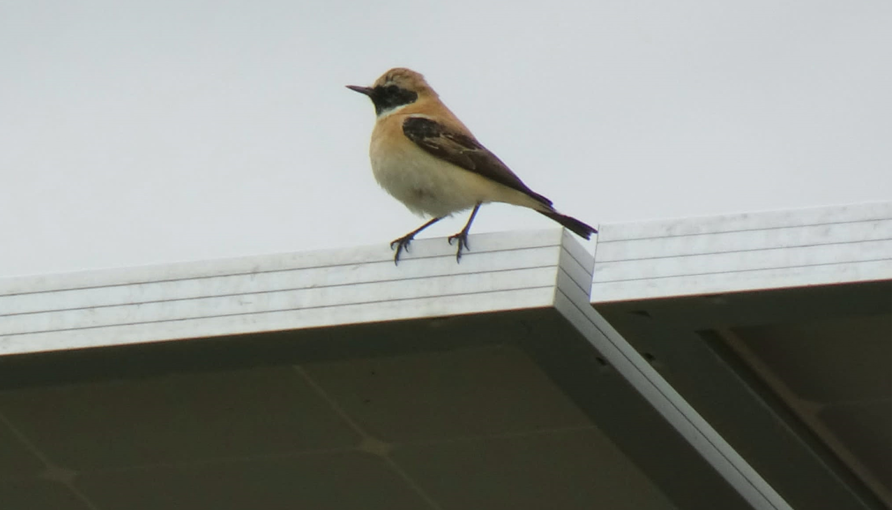 En el entorno de la planta solar de Totana se divisan especies de aves singulares como alcaravanes, ganga ortega...