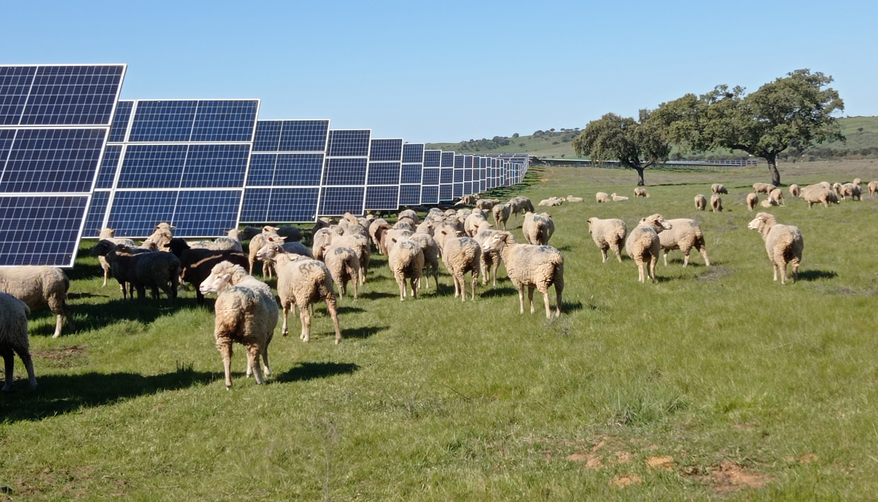 Ovejas pastando en la planta solar de Valdecaballeros, en Badajoz