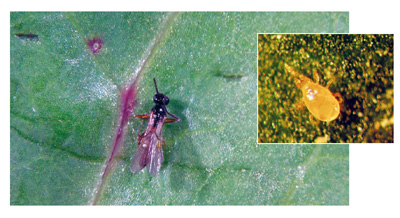 Generalizacin de insectos auxiliares para el control de plagas (Frankliniella occidentalis, moscas blancas, pulgones, etc.)...