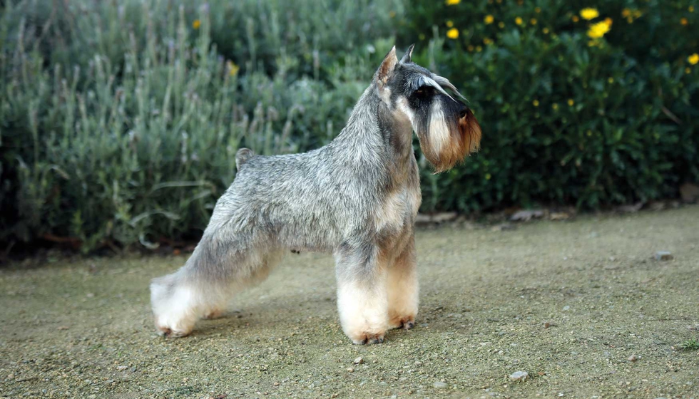 El schnauzer mini es el perro de talla pequea multifuncional por excelencia