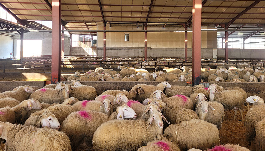 Figura 4. Granja de ovejas lecheras Assaf de la Cooperativa Perihonda (P-1)