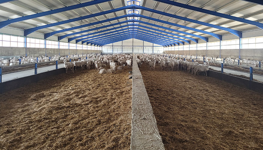 Figura 7. Granja de ovejas lecheras de raza Assaf de Mara�a (Le-3)