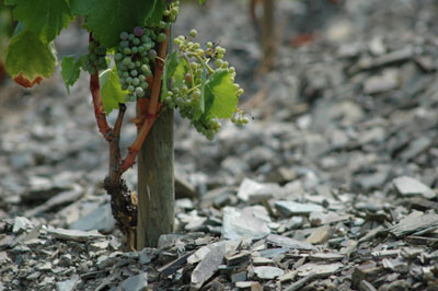 Vista de una cepa, en una explotacin de la bodega Prior Pons, sobre pizarra parda o llicorella. Foto: Ramon Giner