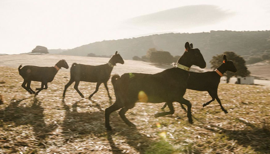 Ejemplares de la raza Murciano-Granadina