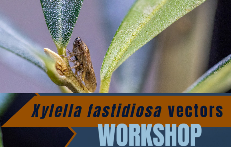 O IPB português organiza curso sobre a gestão de insetos vetores da Xylella fastidiosa