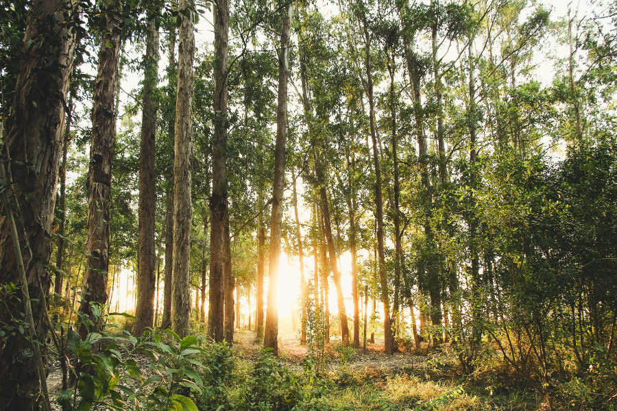 Graas  ao natural das rvores, que absorvem o carbono da atmosfera e fixam-no nos seus tecidos para que possam crescer...