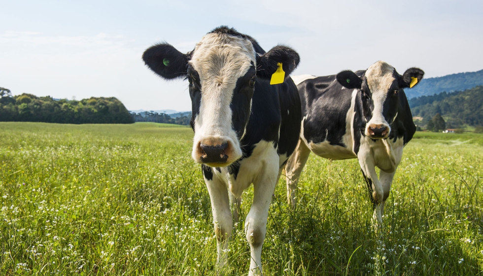 Vacas de aptitud lechera en un pasto