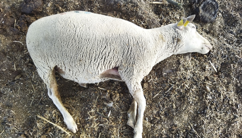 Oveja muerta por carbunco bacteridiano