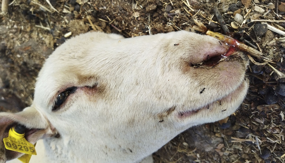 Oveja muerta con sangre sin coagular por ollares