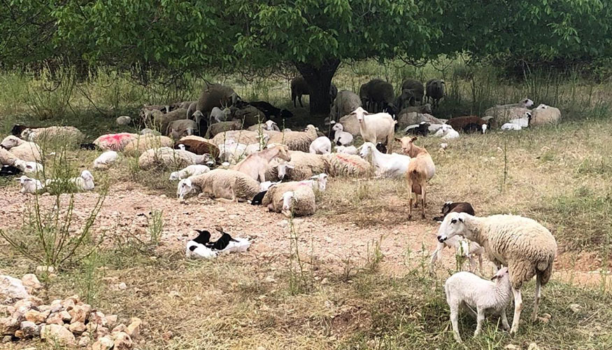 Rebao de ganado ovino en Castilla-La Mancha