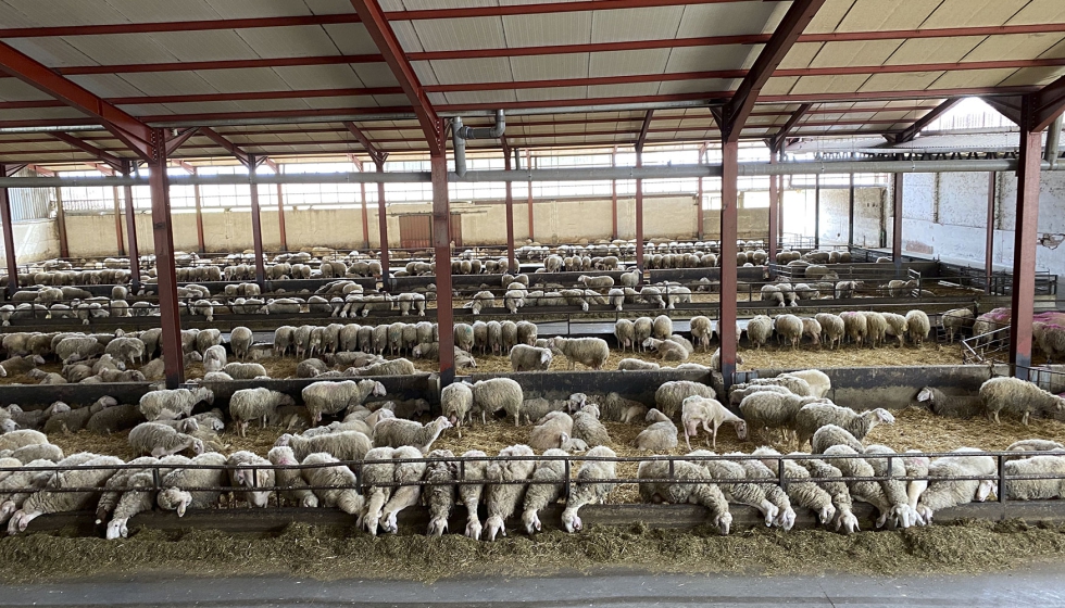 Ovejas de raza Assaf