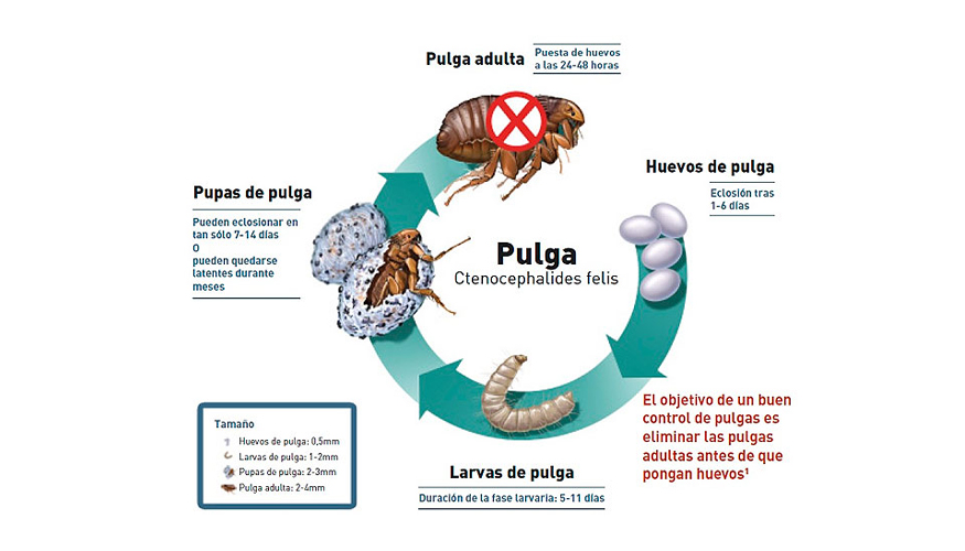 El ciclo biolgico de la pulga. Fuente: Foyel Medicina Veterinaria - Bariloche