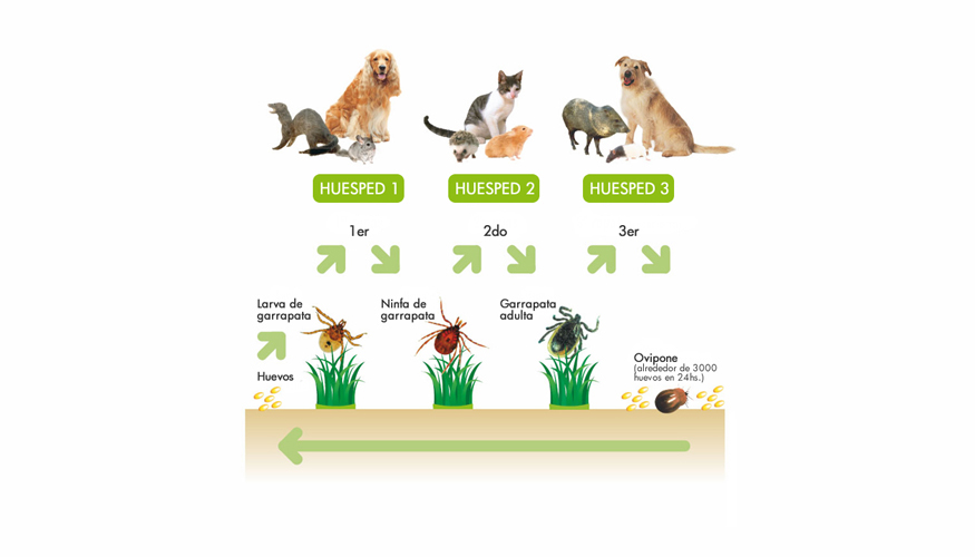 El ciclo biolgico de la garrapata. Fuente: Pet-Palace