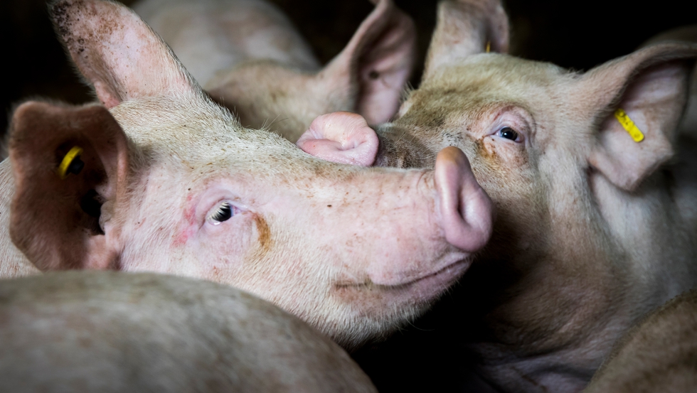 El proyecto Ecoporcdemo se ha puesto en marcha para mejorar la produccin porcina ecolgica...