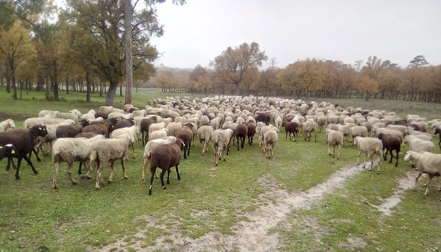 Rebao ovino en Castilla-La Mancha