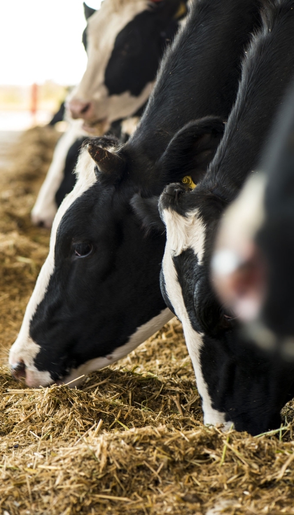 Vacas de raza Frisona en una explotacin ganadera