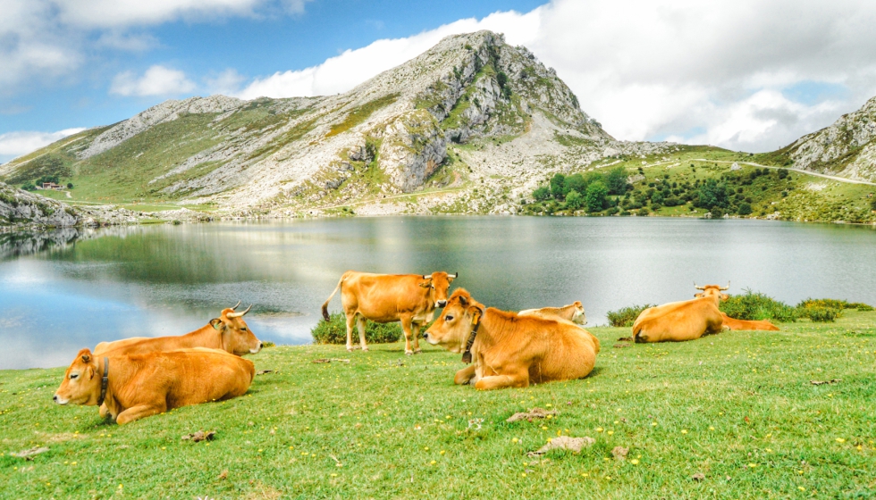 Vacas en la zona de Lagos de Covadonga (Asturias)
