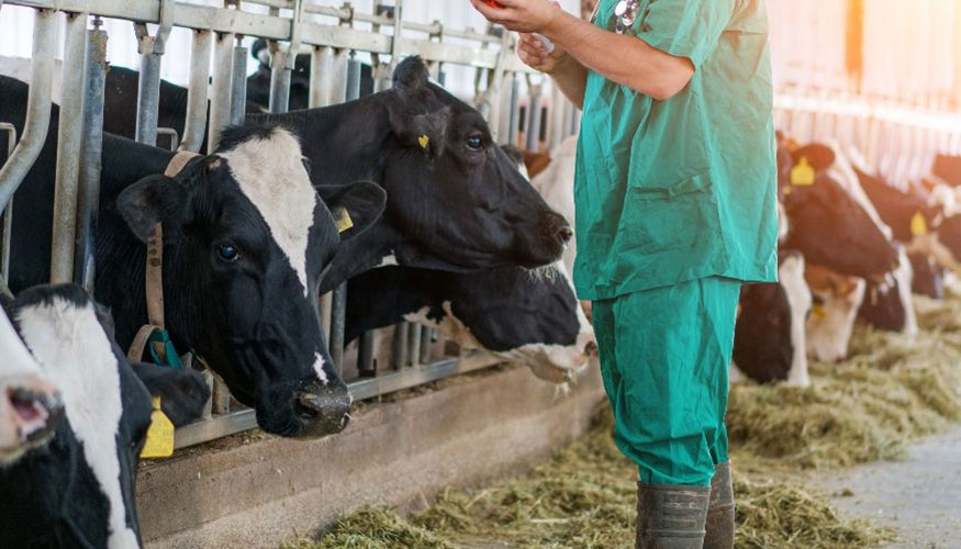 Un veterinario trabaja en una explotacin de vacuno de leche