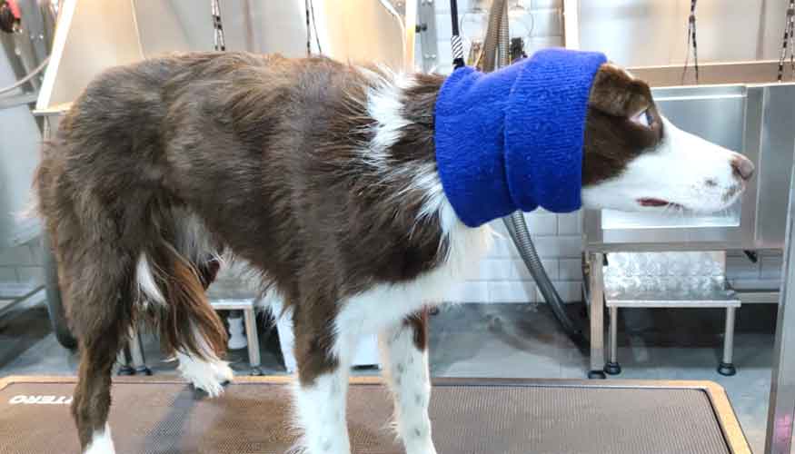 Podemos ayudar a los perros reactivos protegindoles de los ruidos de secadores para evitar el estrs que este pueda provocarles...