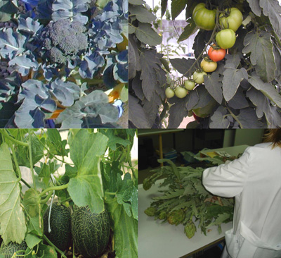 Muestreo y procesado de hortcolas