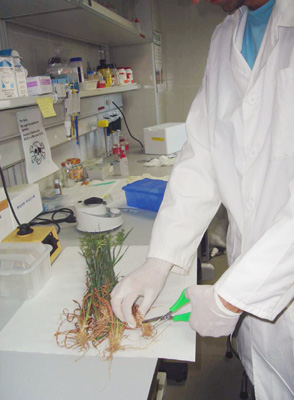 Procesado en el laboratorio de plantas de cereales