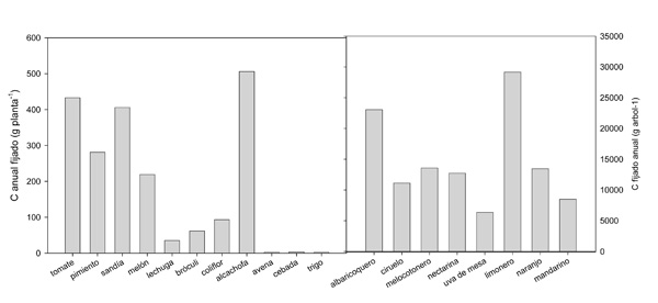 Figura 4: Carbono total anual fijado por cada uno de los cultivos estudiados expresado por planta o rbol