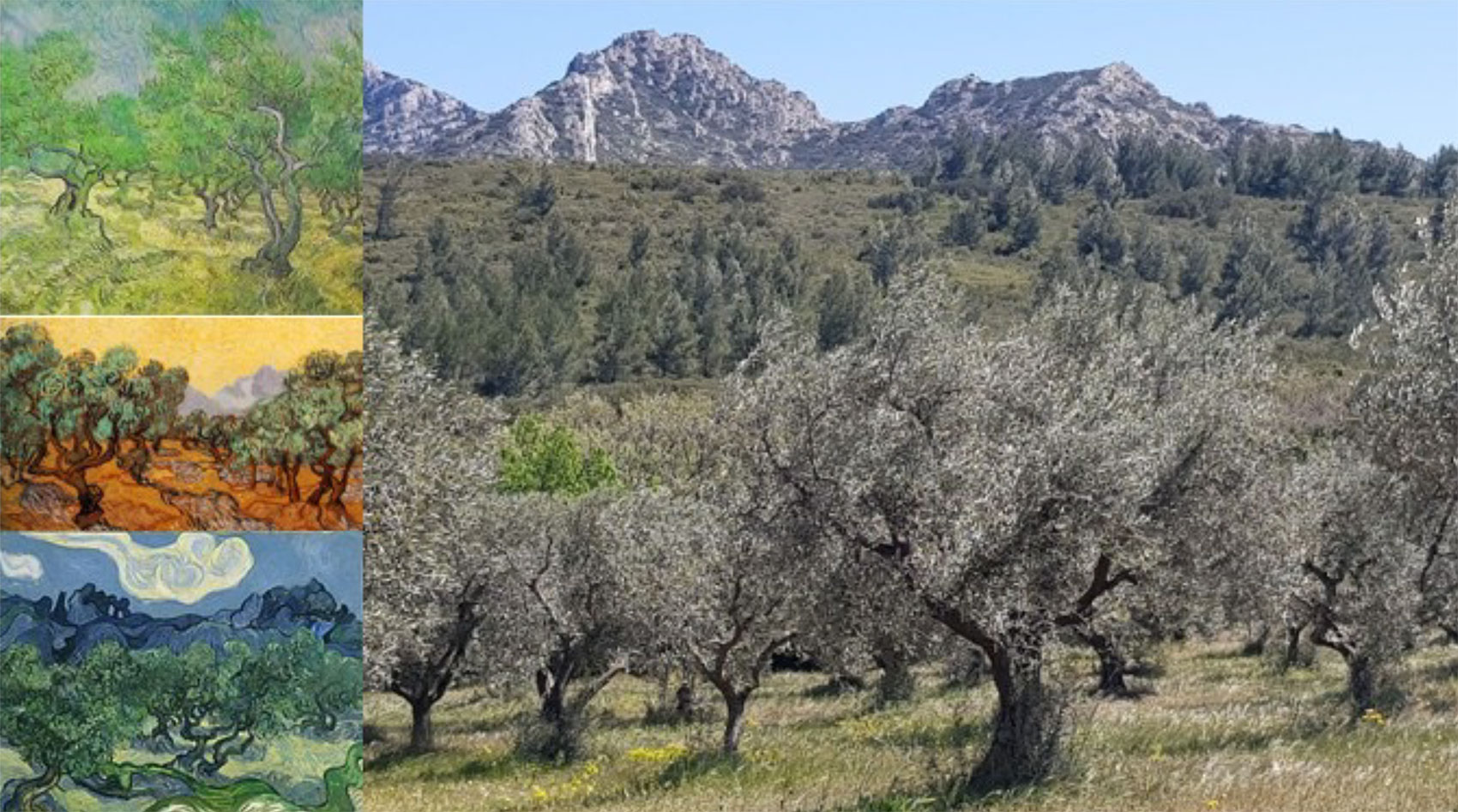 Tpico paisaje olivarero en la regin de Baux-de-Provence, en el Pas de Van Gogh (Fuente Hlne LASSERRE, France Olive)...