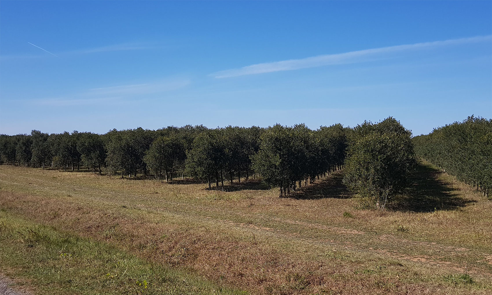 Las plantaciones en seto an no estn muy extendidas en cuanto a superficie, pero estn creciendo en las llanuras, como en la Crau...