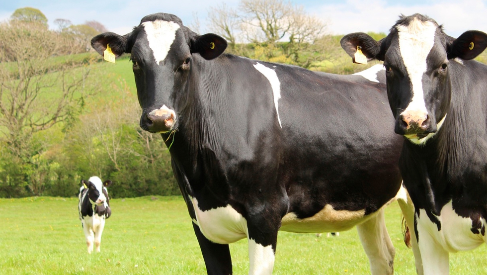 Ganado vacuno de leche