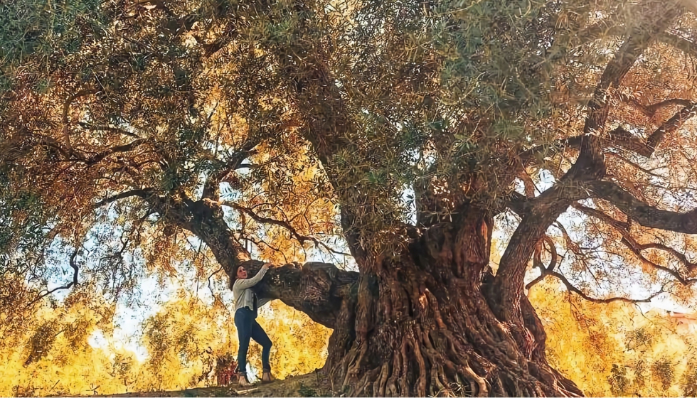 El Olivo de Acebuche de las Hoyas vegeta en La Iruela (Jan), municipio de AEMO