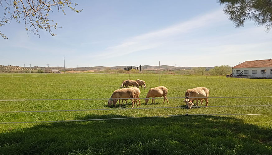 Reba�o de raza Lacaune en una zona de pasto