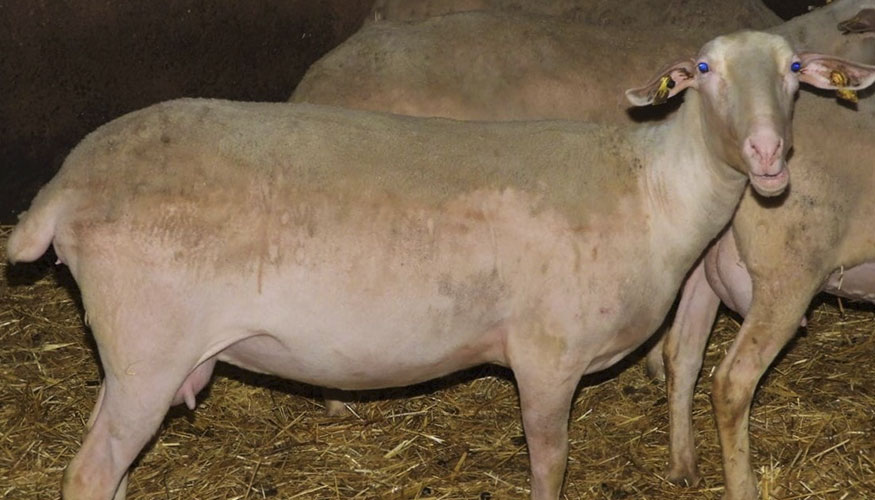 Ejemplares de la raza ovina Lacaune
