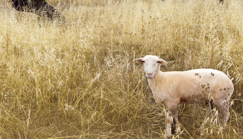 Una oveja pasta en un campo pajizo