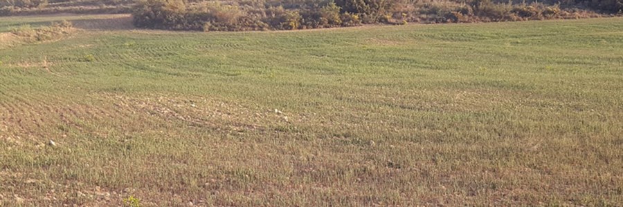 Segn COAG, la sequa asfixia ya al 60% del campo espaol y produce prdidas irreversibles en ms 3,5 millones de hectreas de cereales de secano...