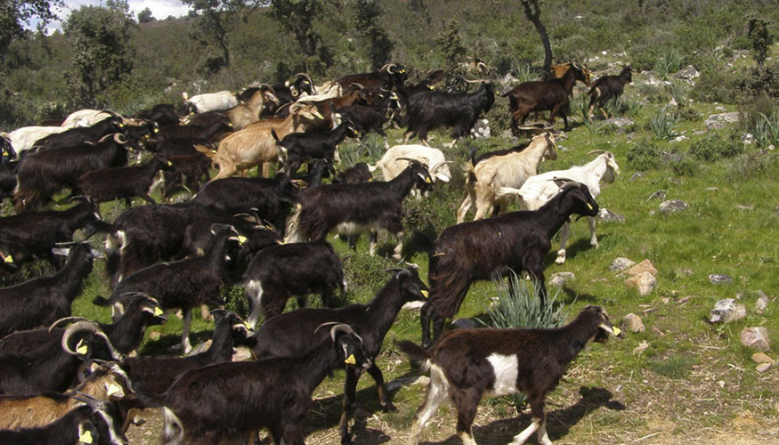 Reba�o de la raza caprina de las Mesetas