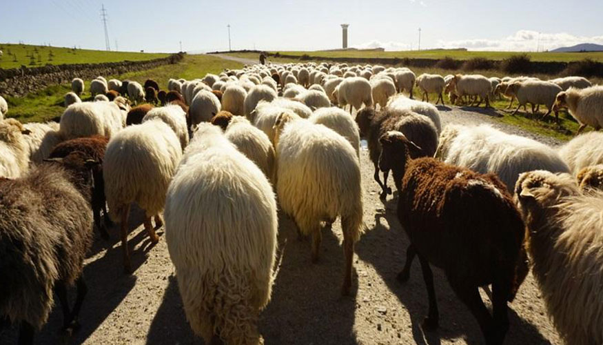 Reba�o trashumante de la cooperativa Los Apisquillos