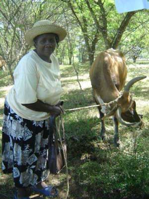 Mujeres haitianas reciben vacas lecheras a modo de 'Renting'