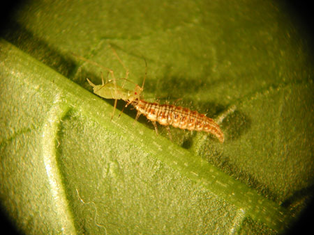 Biobest crea insectos auxiliares como la larva depredadora Chrysopa